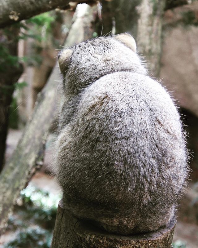 �� ���������