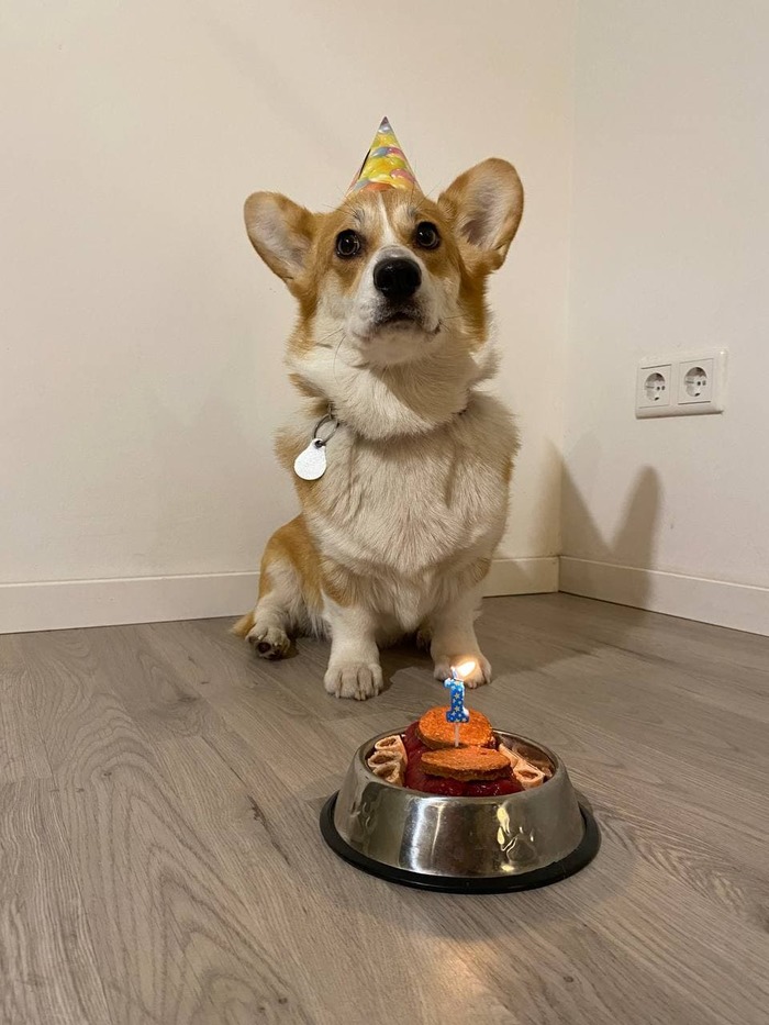 Шладкая булка уже год тусит с нами