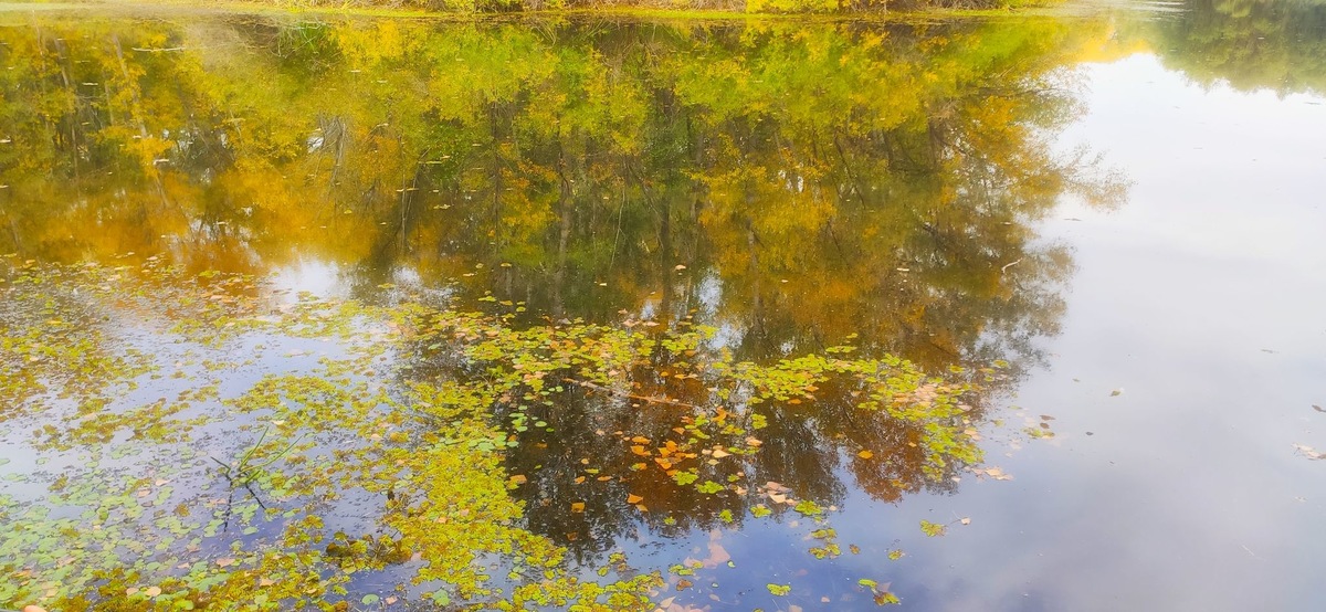 Отражение Осени В Воде Фото