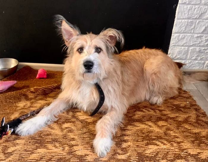 Ищем дом добродушному парню Оскару!