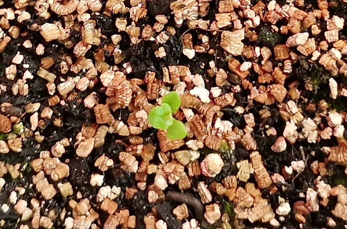 Бегония из семян