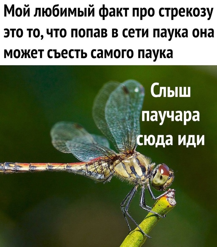 ����������� ���������� ��������