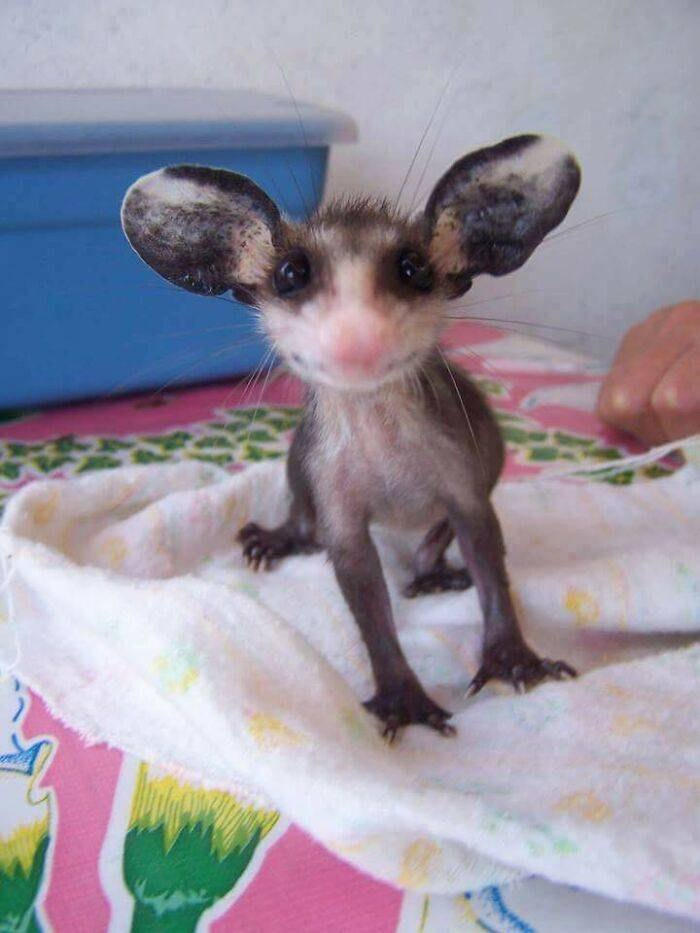 Радость на тряпочке