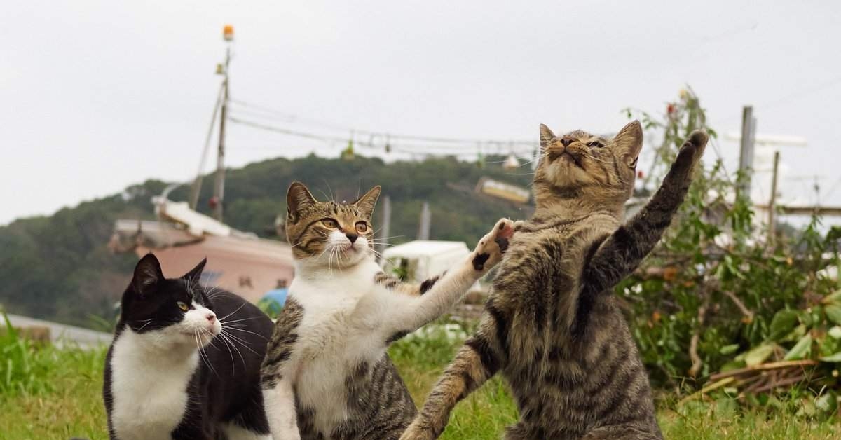 3 кота смешные приколы