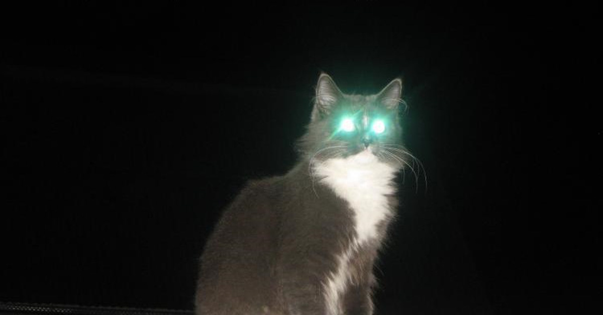 Включи кота дальше. Кот со светящимися глазами. Кот ночью. Кошка в темноте. Кот с горящими глазами.