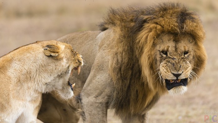 Противостояние