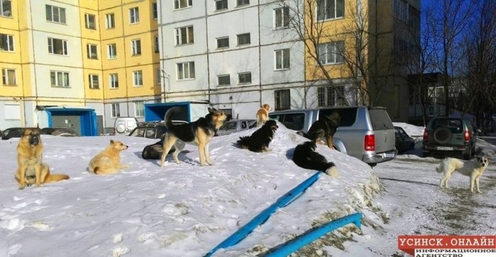 Отлову собак в Усинске начали мешать петардами Бездомные животные, Усинск, Отлов, Длиннопост