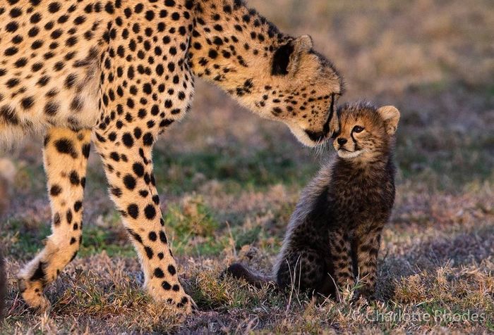 Мать утешает детёныша, которого напугали шакалы и цесарки