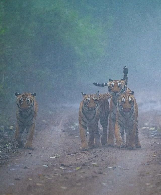 Встреча в тумане
