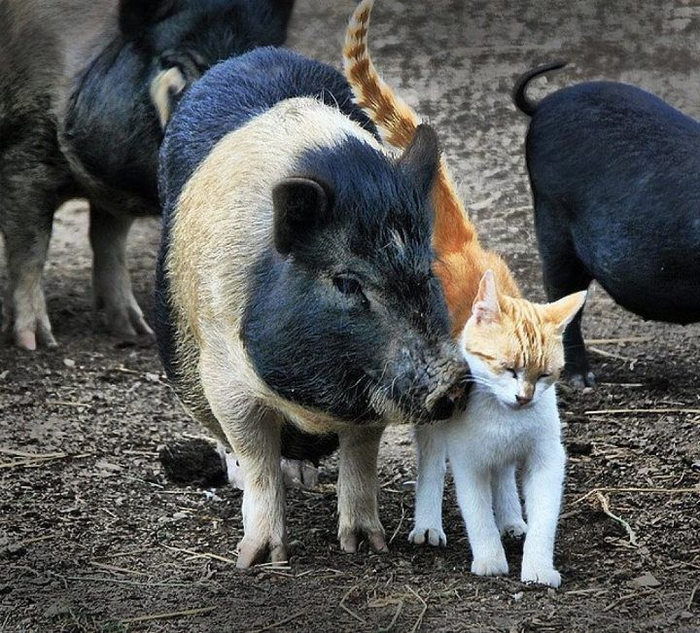 Кот и поросенок