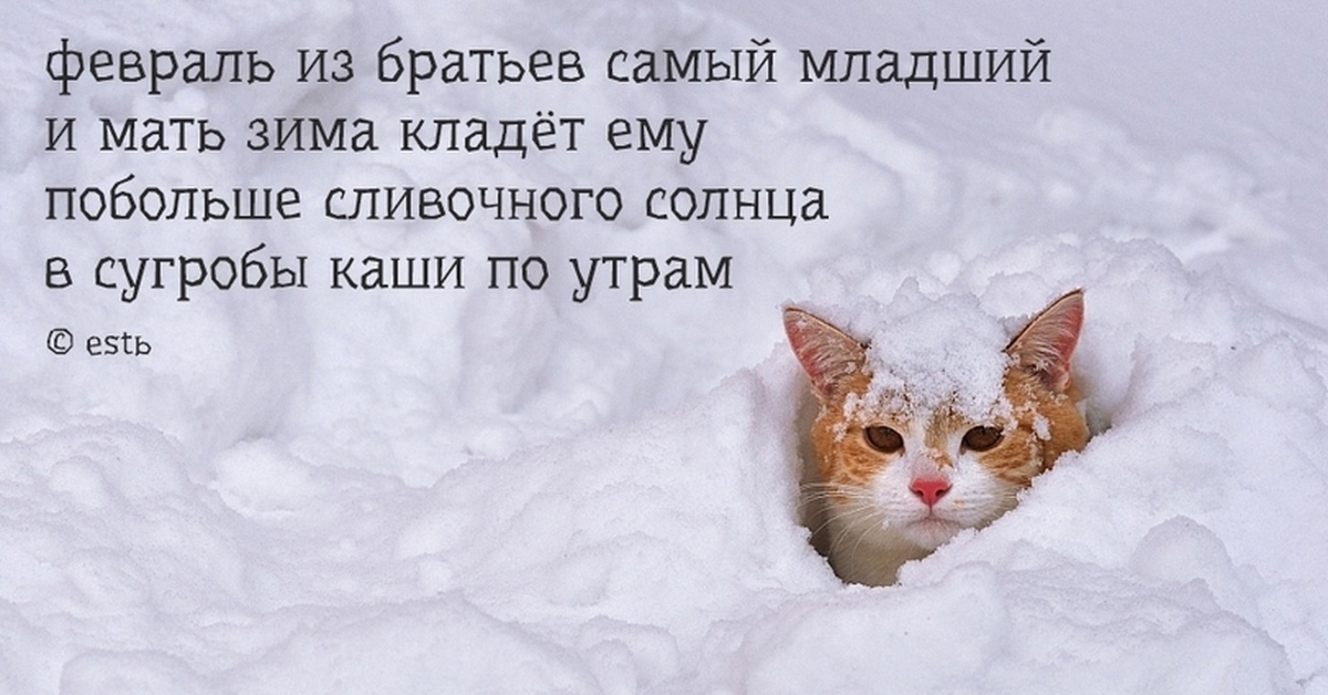 Утром кот принес. Стихотворение про кота и снег. Снег останься. Котик удивлен большому снегу .стишок.. Снежный кот текст.