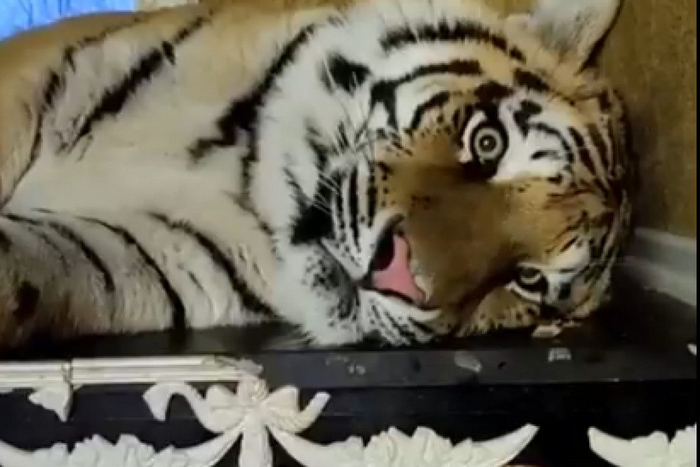 Ответ на пост «У рязанца в коттедже живёт тигр»