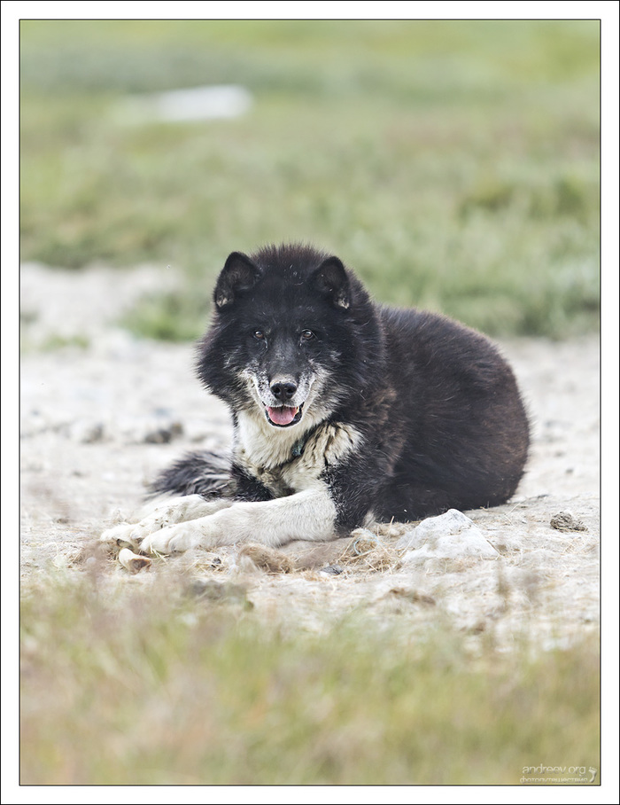В гостях у хаски Гренландия, Собака, Хаски, Айсберг, Остров, Фотография, Длиннопост В гостях у хаски Гренландия, Собака, Хаски, Айсберг, Остров, Фотография, Длиннопост