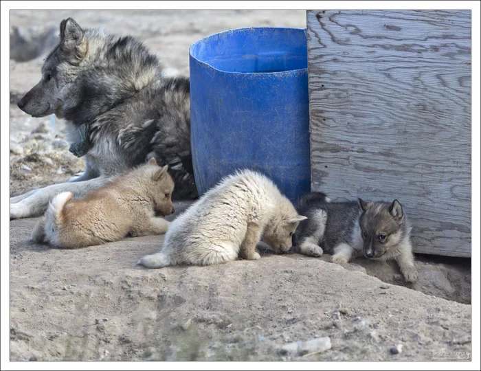 В гостях у хаски Гренландия, Собака, Хаски, Айсберг, Остров, Фотография, Длиннопост В гостях у хаски Гренландия, Собака, Хаски, Айсберг, Остров, Фотография, Длиннопост