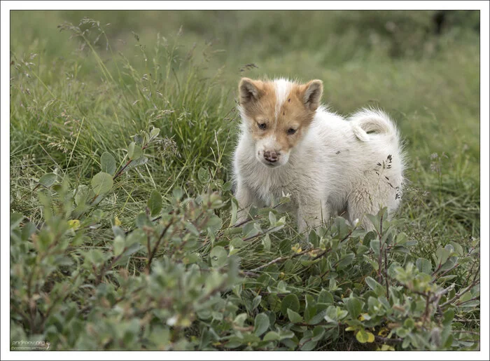 В гостях у хаски Гренландия, Собака, Хаски, Айсберг, Остров, Фотография, Длиннопост В гостях у хаски Гренландия, Собака, Хаски, Айсберг, Остров, Фотография, Длиннопост