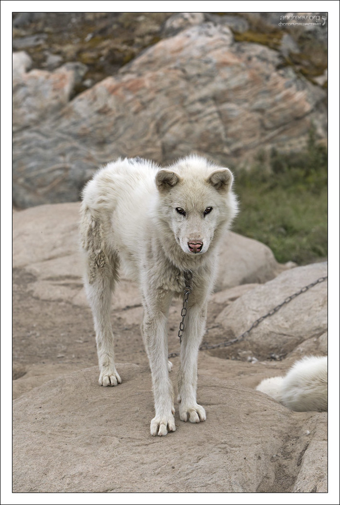 В гостях у хаски Гренландия, Собака, Хаски, Айсберг, Остров, Фотография, Длиннопост В гостях у хаски Гренландия, Собака, Хаски, Айсберг, Остров, Фотография, Длиннопост