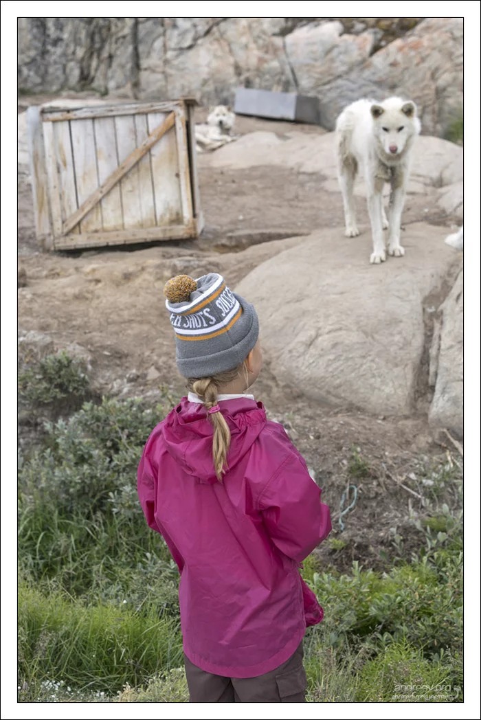 В гостях у хаски Гренландия, Собака, Хаски, Айсберг, Остров, Фотография, Длиннопост В гостях у хаски Гренландия, Собака, Хаски, Айсберг, Остров, Фотография, Длиннопост