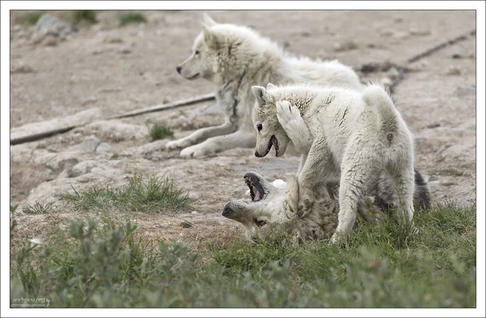 В гостях у хаски Гренландия, Собака, Хаски, Айсберг, Остров, Фотография, Длиннопост В гостях у хаски Гренландия, Собака, Хаски, Айсберг, Остров, Фотография, Длиннопост