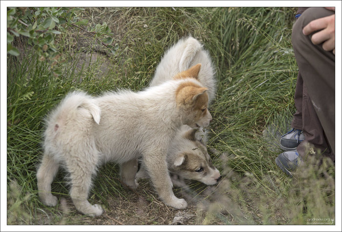 В гостях у хаски Гренландия, Собака, Хаски, Айсберг, Остров, Фотография, Длиннопост В гостях у хаски Гренландия, Собака, Хаски, Айсберг, Остров, Фотография, Длиннопост