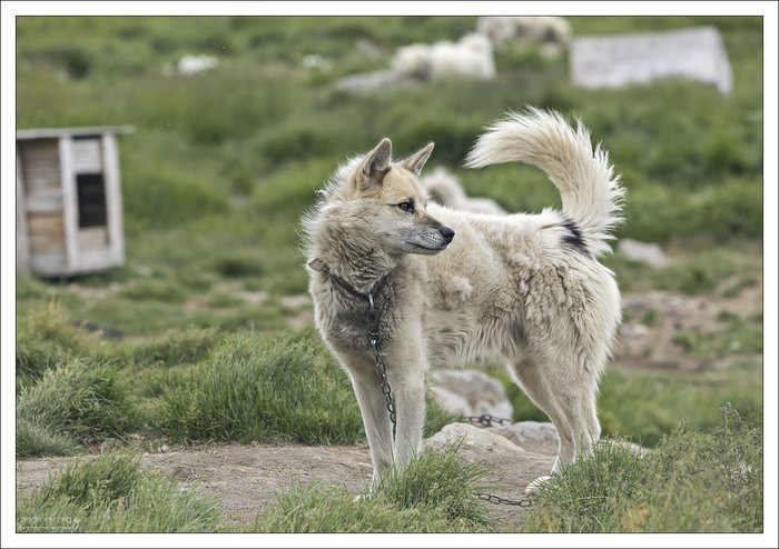 В гостях у хаски Гренландия, Собака, Хаски, Айсберг, Остров, Фотография, Длиннопост В гостях у хаски Гренландия, Собака, Хаски, Айсберг, Остров, Фотография, Длиннопост