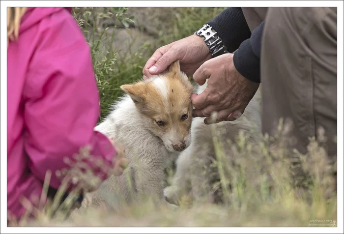 В гостях у хаски Гренландия, Собака, Хаски, Айсберг, Остров, Фотография, Длиннопост В гостях у хаски Гренландия, Собака, Хаски, Айсберг, Остров, Фотография, Длиннопост