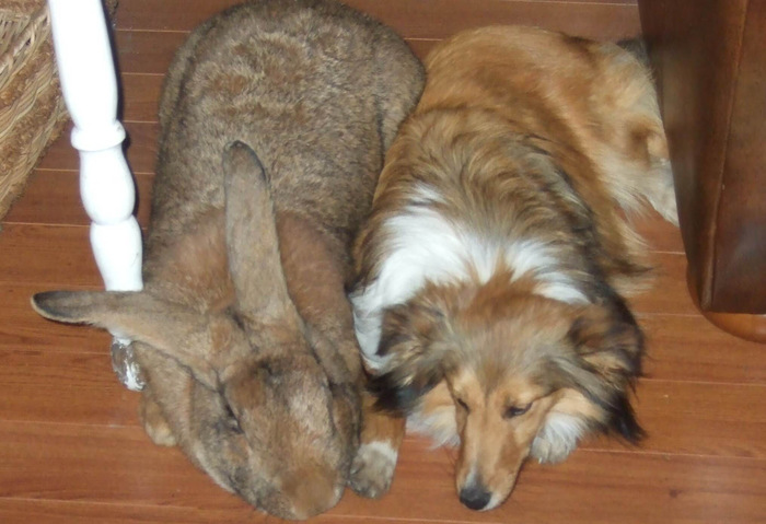 Кролик vs шелти