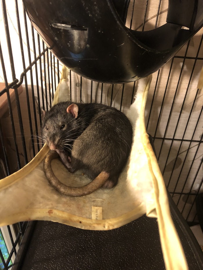 Мышлаевский Декоративные крысы, Крыса дамбо, Крыса, Длиннопост