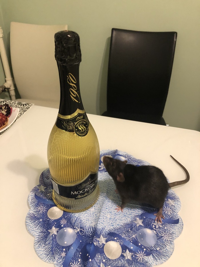 Мышлаевский Декоративные крысы, Крыса дамбо, Крыса, Длиннопост