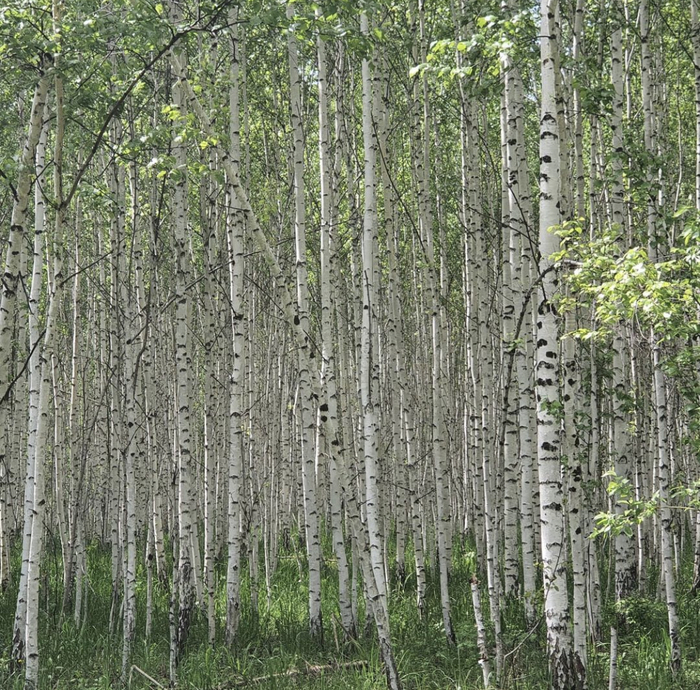 Отчего так березы шумят… Новосибирская обл