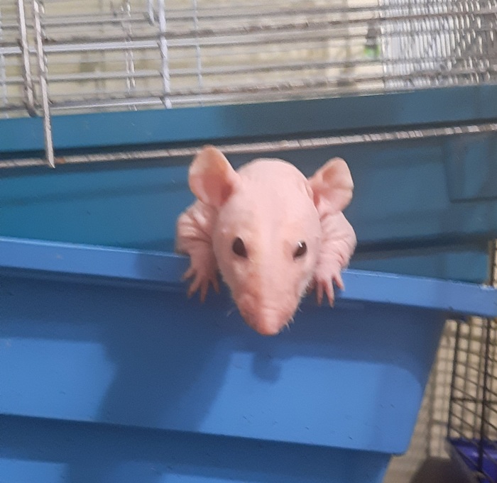 Мыш (прячеться) Декоративные крысы, Фото на тапок, Крыса