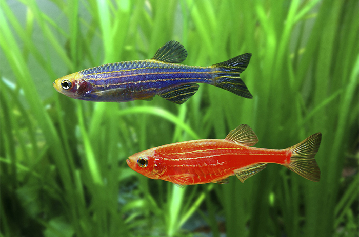 ����������� ���������� ���� ���������� ����������� �����