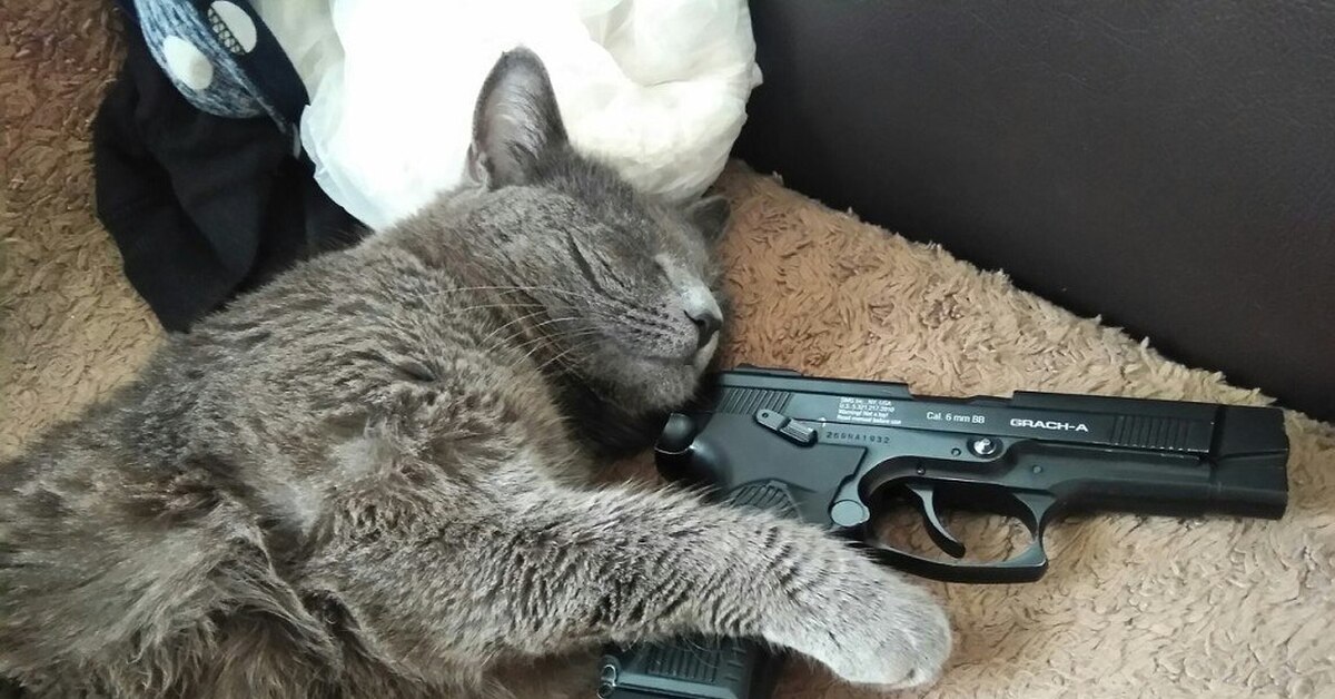 Кот с двумя пистолетами