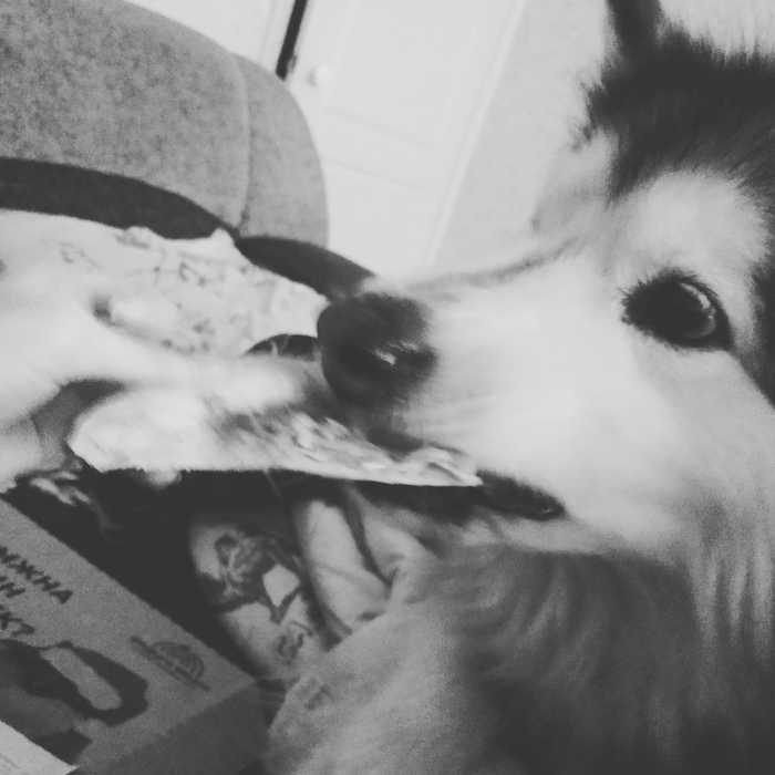 Отдай собака такая