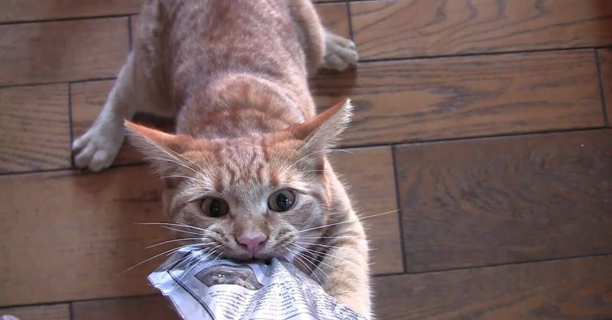 Веселуха кошка