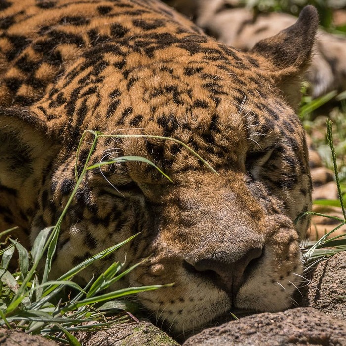 Дневной сон