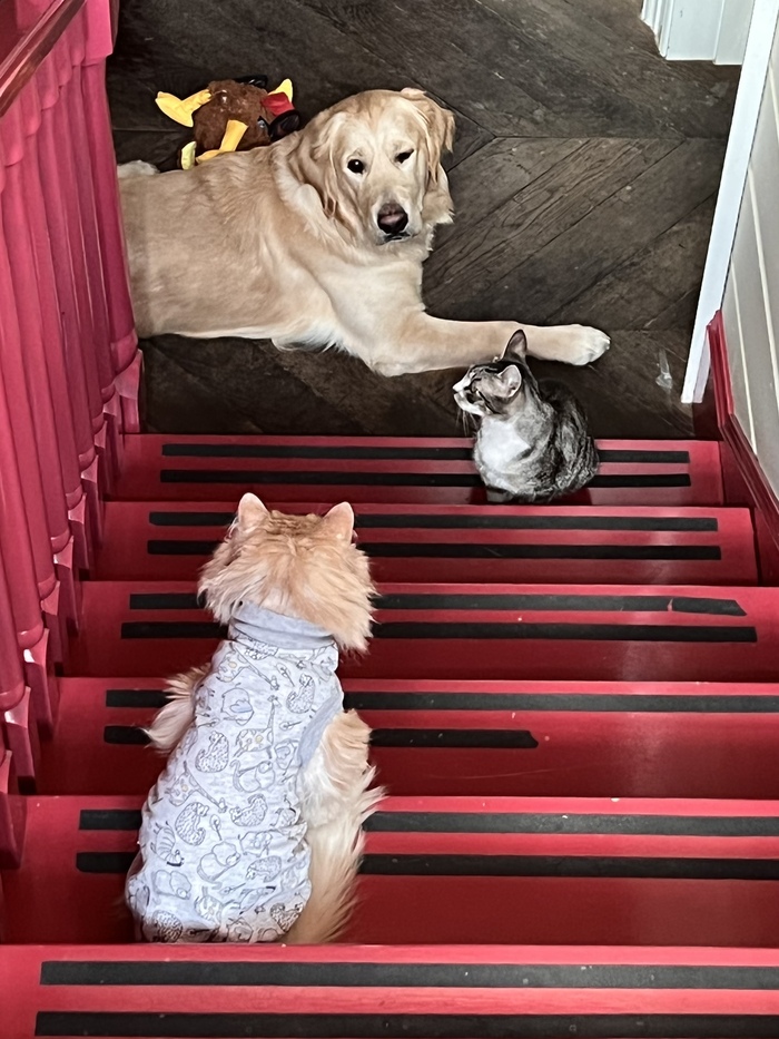 Валера) Йоши, Саюри и сова