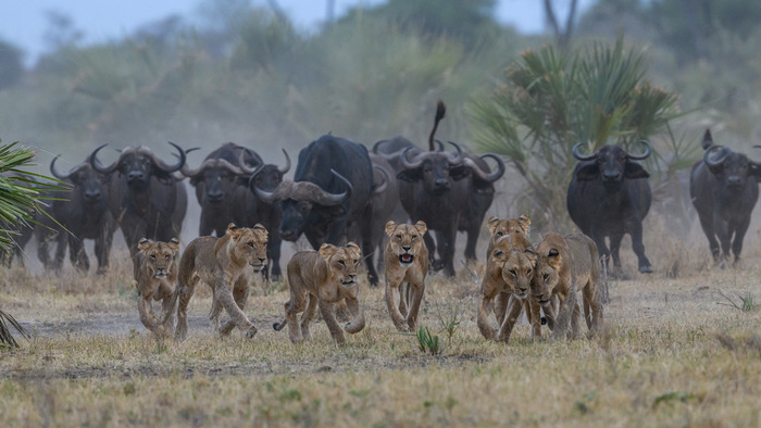 Девочки, бежим!