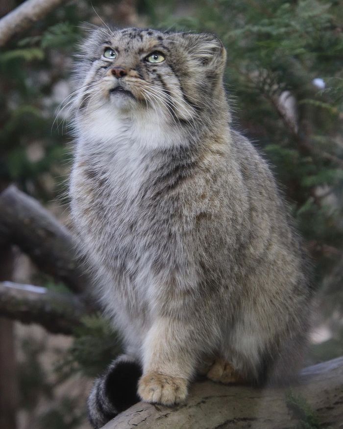 Я готов, гладь