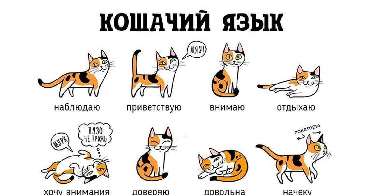 Коты умеют говорить. Язык общения кошек. Язык тела кошек. Жесты кошек.