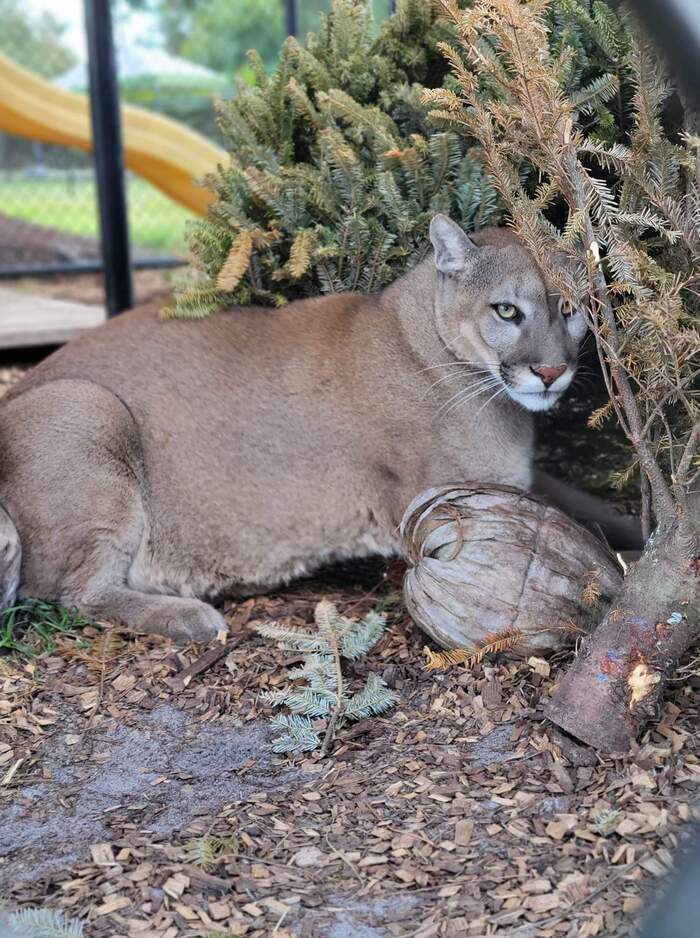 Достали уже со своей диетой... Покормите кошечку наконец!