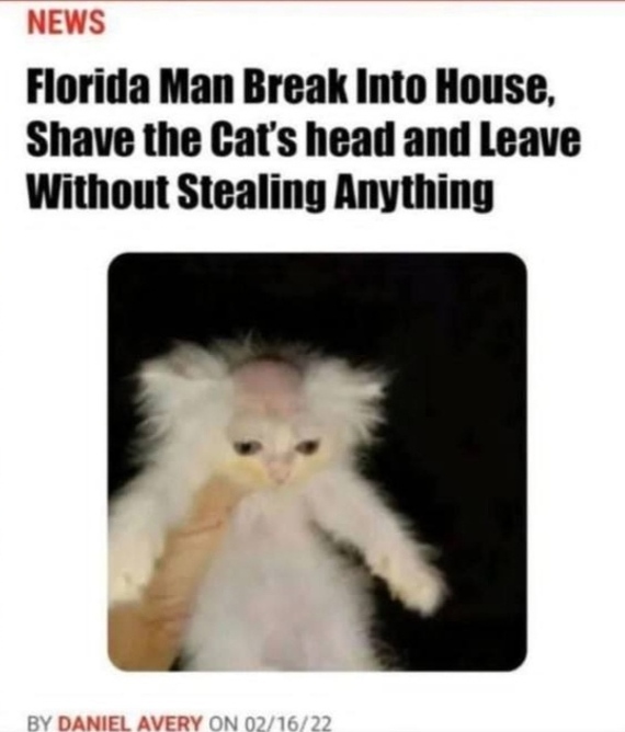 Во Флориде мужчина вломился в дом, побрил коту голову и ушёл, ничего не  украв | Пикабу