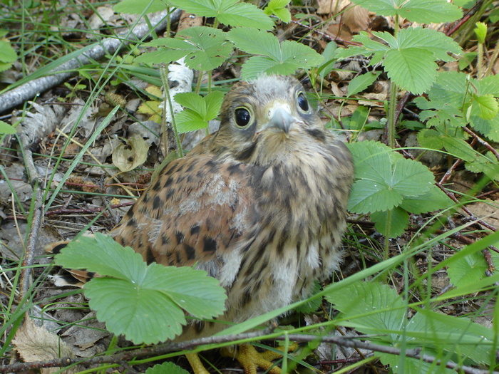 Коршунёнок. Новосибирская область