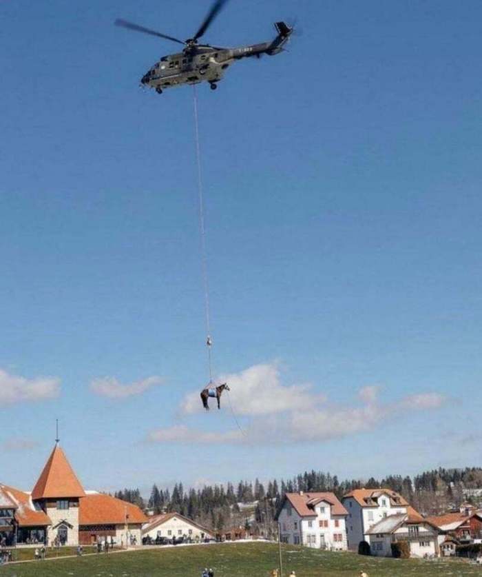 Плотва, услышавшая как Геральт свистнул в соседней стране