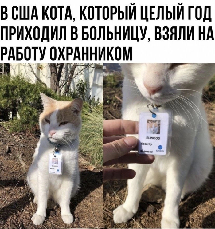 Быстро лапки за голову !