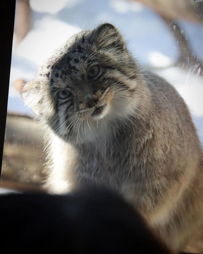 Гладить будешь?