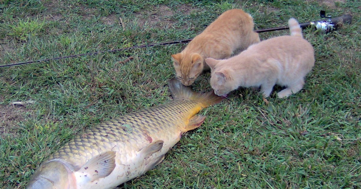 Почему хочу рыбу. Кот с рыбой. Кот утащил рыбу. Кот и рыба юмор. Кот на рыбалке.