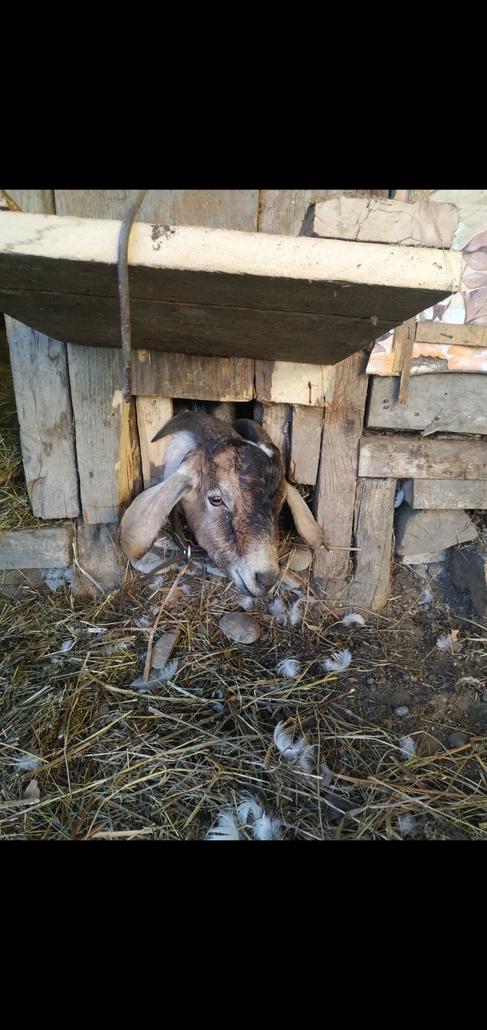 Козлятина. Поделитесь годными рецептами