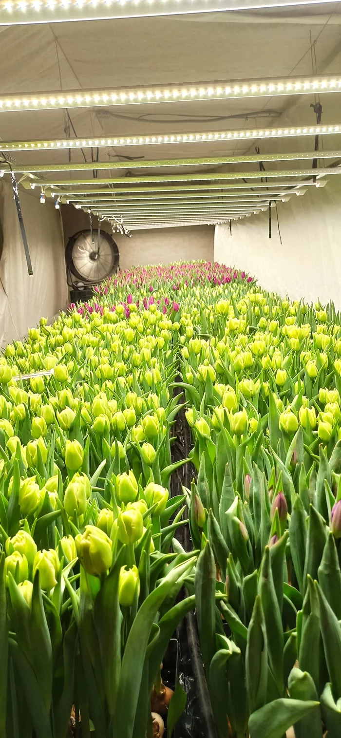 теплица с тюльпанами гидропоника. тюльпан посейдон выгонка. выгонка тюльпанов в теплице. лотки для гидропоники тюльпанов. методы выращивания тюльпанов гидропоника.