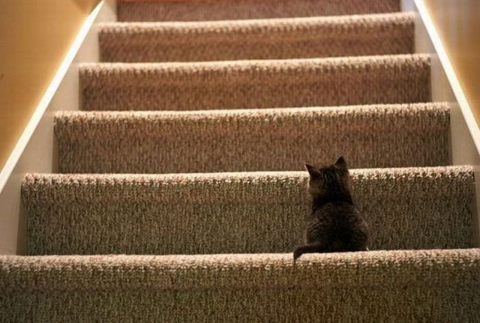 ���� ��� ��������