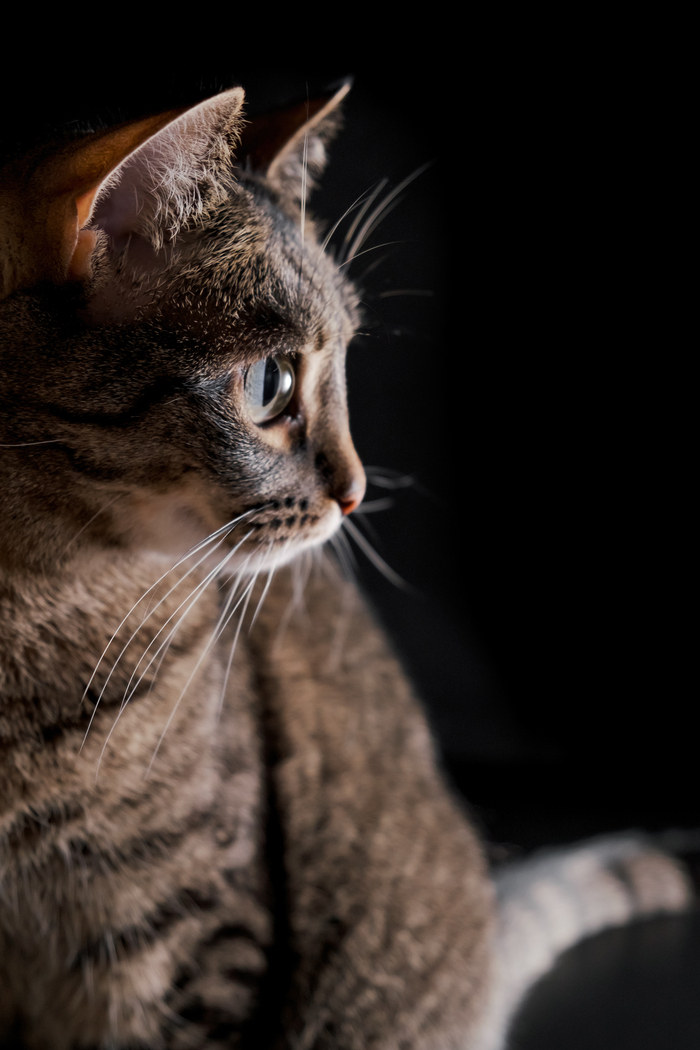 Моя кошабака